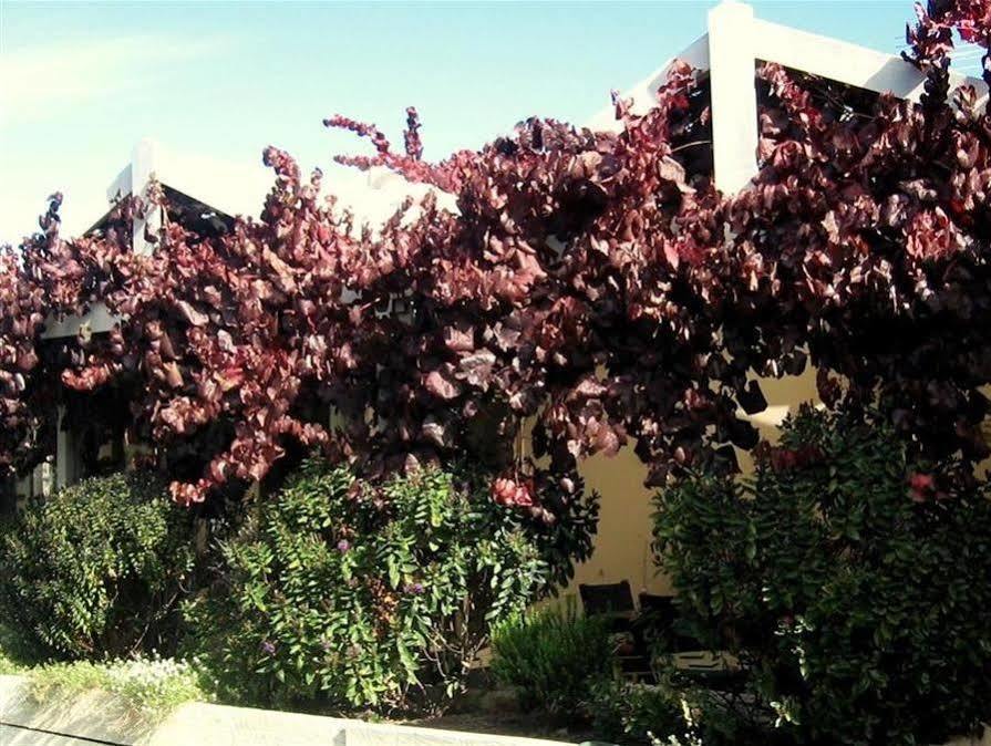 Bellevue Bed & Breakfast Mclaren Vale Dış mekan fotoğraf